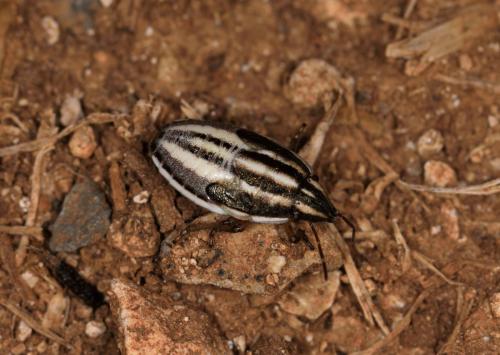 Réf. 260 873 : Aelia albovittata